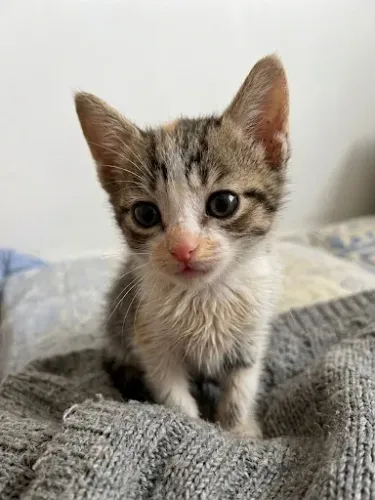 Adoção responsável de gatinha