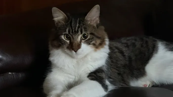 Adoção gatos castrados