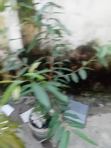 Muda de Jamelão ou jambolão ou azeitona 