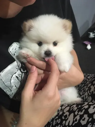 Spitz alemão Mais risadas, mais carinho, mais dog