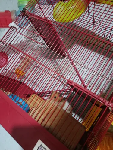 Gaiola de hamster 