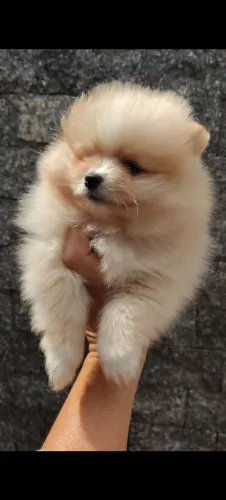 Spitz alemão machinho creme lindo