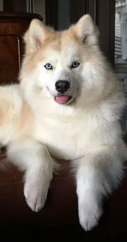 Husky wooly pelo grandes parcelo com pureza ddd