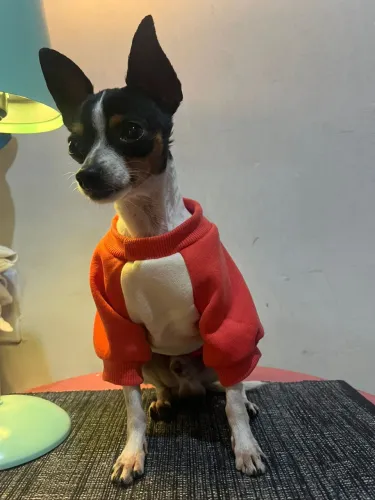 Pinscher macho pra cruza