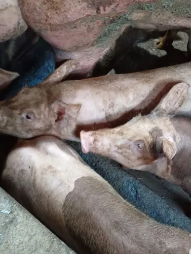 Porco de 30 a 40kg
