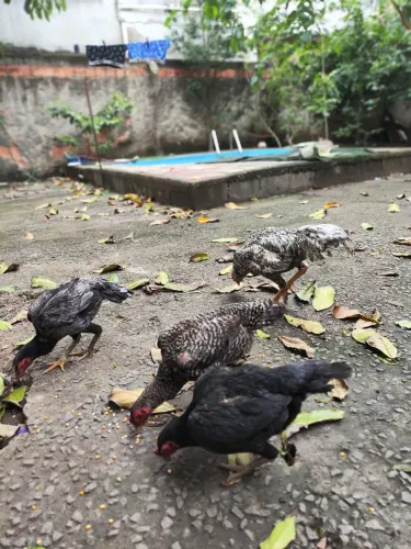 Galos de raça