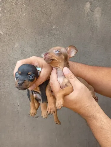 Pinscher Zero saudável