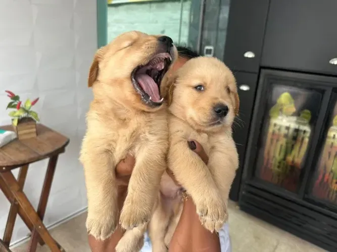 Filhotes Golden Retriever