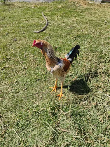 Galo caipira 