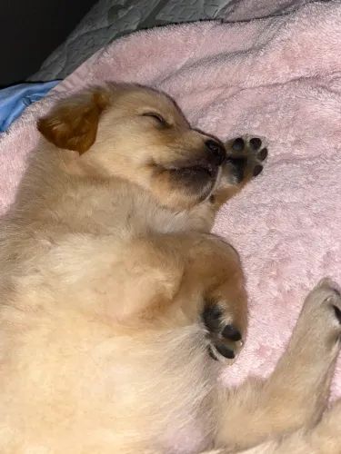 golden retrieever. para mais informações me chame no zap *