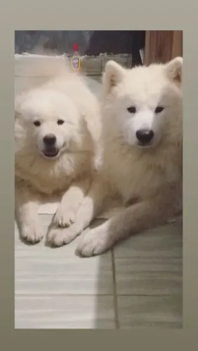 Samoieda casal 2 mil o casal leio o anúncio