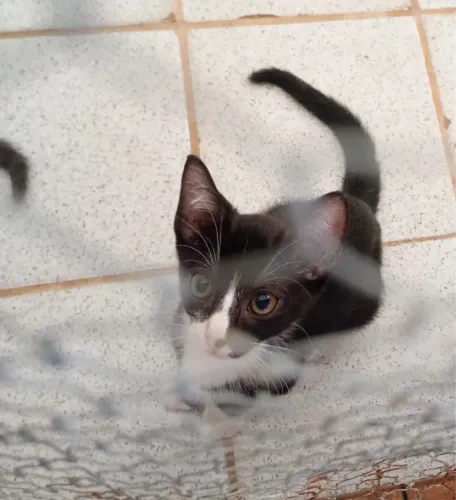 GATINHOS MACHOS PARA ADOÇÃO