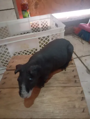 Skinny Pig ( FÊMEA )