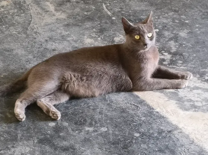 Belinha, 2 anos, castrada, vermifugada, dócil, entrega a combinar
