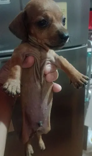 Vendo filhote de  cachorro salsicha valor 350