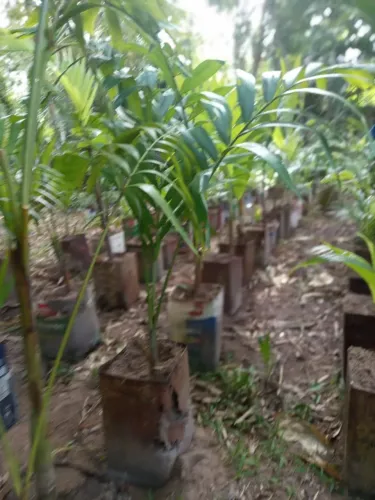Mudas de Palmeira Imperial