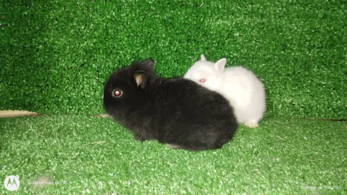 Mini coelho,Anão de Netherland