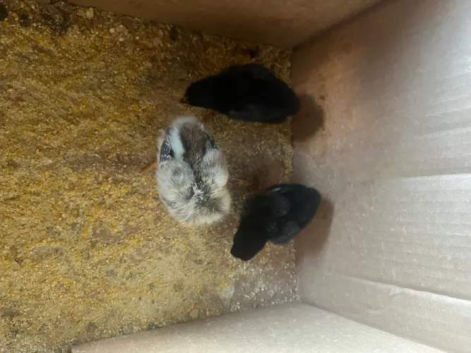 Pintinhos de 10 dias 