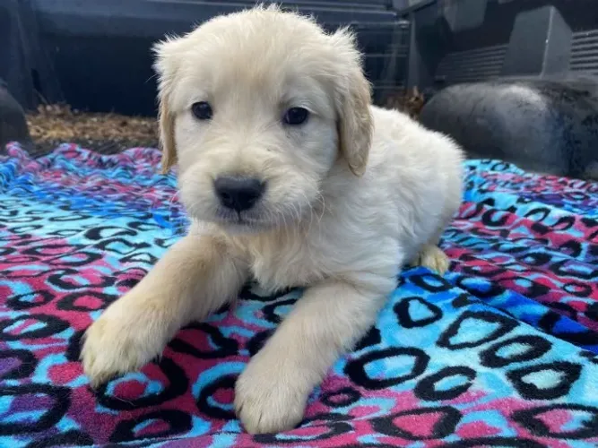 Filhotes de Golden Retriever | Companhia cheia de carinho.