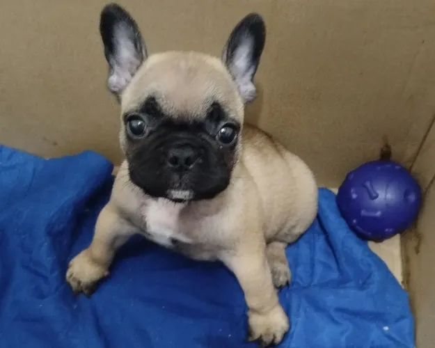 Bela filhote de Bulldog Francês
