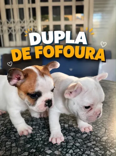 BULDOGUE FRANCÊS 40 DIAS VACINADOS