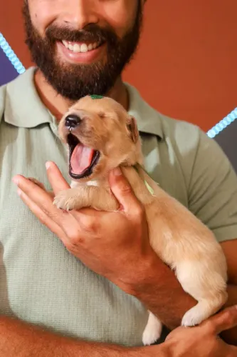 Golden Retriever Filhotes Disponíveis | Criação Responsável e Amorosa