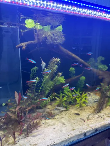 Aquario 128L + Sump 80L