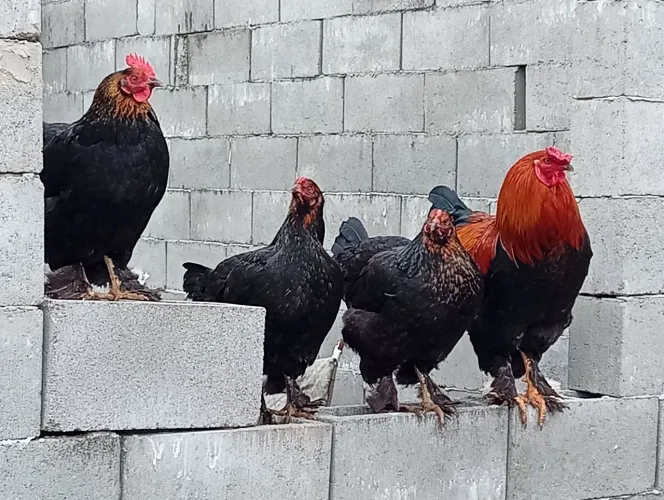 Galinhas Brahma