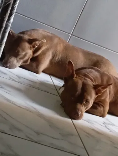 Doações duas Pitbull as duas muito cariosa mas meu filho está doente e não pode ter animal