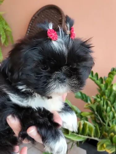 Shihtzu preta fêmea disponível