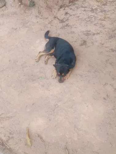 Doação de cachorro