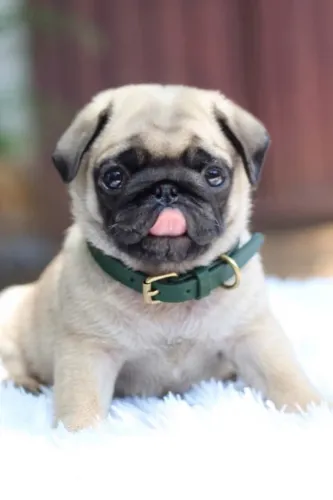 Pug macho