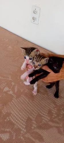 Doação d gatinhos