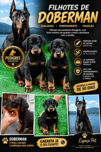 Filhote de Doberman com pedigree ,(pronta entrega)