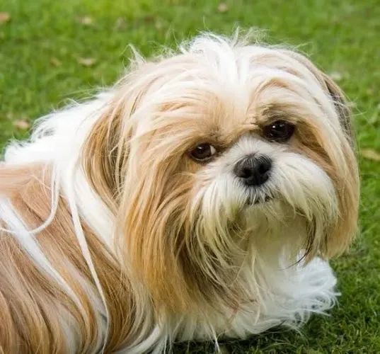 Shih Tzu para doação