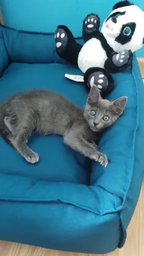 Gatinho Azul russo legítimo 
