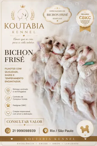 Filhotes de Bichon Frisé 