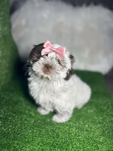 Shih tzu femea amiga maravilhosa que voce vai ter 
