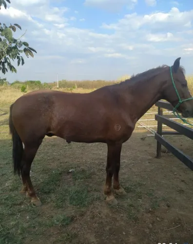 Vende-se cavalo castrado marcha batida registrado 9000