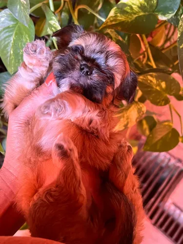 cachorro shih tzu- O amor mais puro para sua família ?