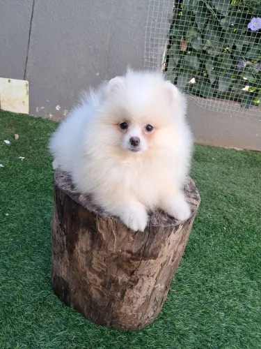 Lulu da pomerania  / spitz alemao anao 