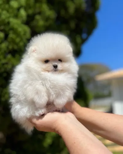 SPITZ alemão macho e fêmea