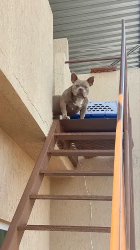 Vendo American Bully