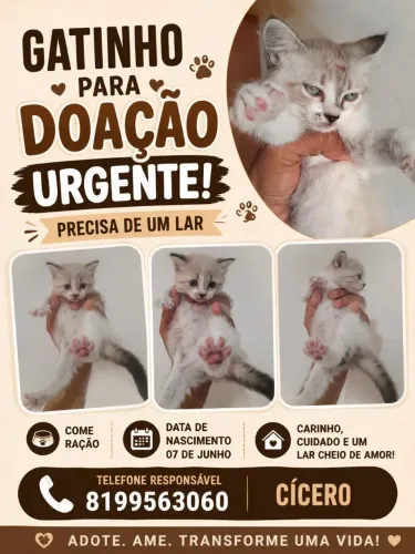 Gatinha precisando de um lar 