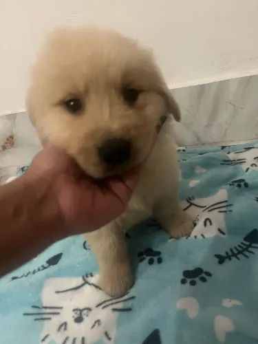Reserve seu Filhote de Golden Retriever Hoje