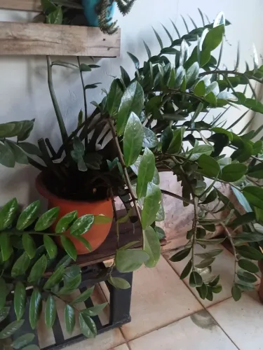 Plantas diversas