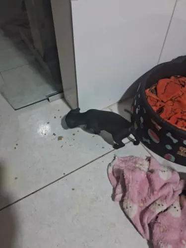 Vendo pincher machinho