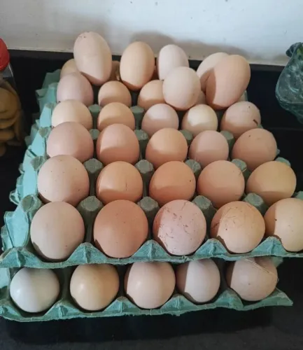 Ovos galados de galinha Brahma