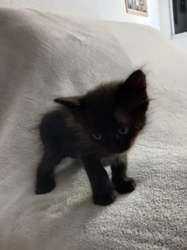 Adoção de gatinhos