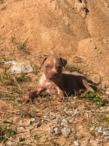 Filhotes de Pitbull
